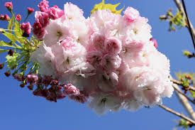 Attēlu rezultāti vaicājumam “Prunus (sakura)”