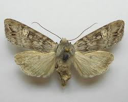 Attēlu rezultāti vaicājumam “Lithomoia solidaginis”