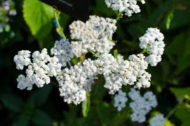 Attēlu rezultāti vaicājumam “Achillea millefolium”