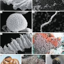 Attēlu rezultāti vaicājumam “Lamproderma pseudomaculatum”