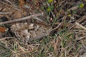 Attēlu rezultāti vaicājumam “Hipparchia alcyone underside”