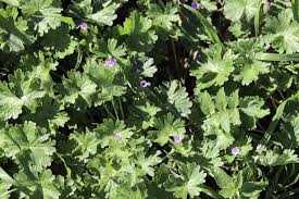 Attēlu rezultāti vaicājumam “Geranium molle”