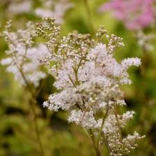 Attēlu rezultāti vaicājumam “Waldsteinia geoides flower”