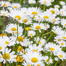 Attēlu rezultāti vaicājumam “Leucanthemum vulgare flower”