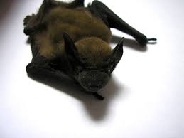 Attēlu rezultāti vaicājumam “Nyctalus leisleri”