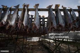 Image result for Arctogadus glacialis