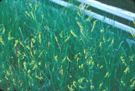 Attēlu rezultāti vaicājumam “Melilotus wolgicus flower”