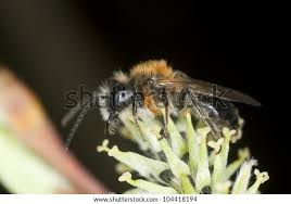 Attēlu rezultāti vaicājumam “Meloe sp. larva”