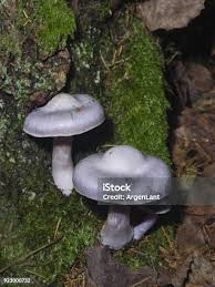 Attēlu rezultāti vaicājumam “Cortinarius traganus”