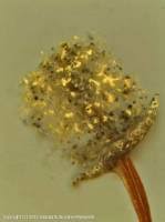 Attēlu rezultāti vaicājumam “Physarum penetrale”