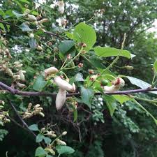 Attēlu rezultāti vaicājumam “Taphrina padi”