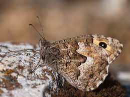 Attēlu rezultāti vaicājumam “Hipparchia semele”