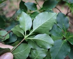 Attēlu rezultāti vaicājumam “Enkianthus chinensis leaf”
