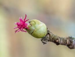 Attēlu rezultāti vaicājumam “Corylus avellana female flower”