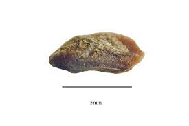 Attēlu rezultāti vaicājumam “Aphis confusa”