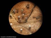 Attēlu rezultāti vaicājumam “Didymium nigripes spores”