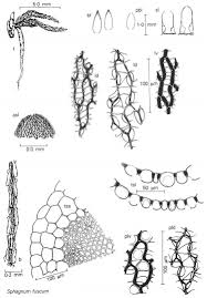 Attēlu rezultāti vaicājumam “Sphagnum fuscum”