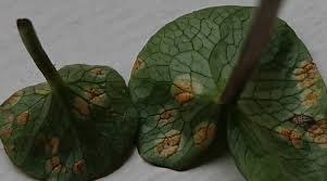 Attēlu rezultāti vaicājumam “Uromyces dactylidis”