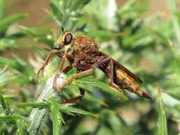 Attēlu rezultāti vaicājumam “Asilus crabroniformis”