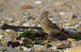 Image result for Anthus petrosus