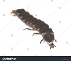 Attēlu rezultāti vaicājumam “Lampyris noctiluca larva”