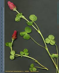 Image result for Trifolium incarnatum