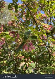 Attēlu rezultāti vaicājumam “Acer tataricum subsp. ginnala flower”