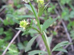 Attēlu rezultāti vaicājumam “Ranunculus elatior leaf”