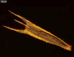 Attēlu rezultāti vaicājumam “Bidens tripartita fruit”