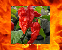 Afbeeldingsresultaat voor naga jolokia hot pepper
