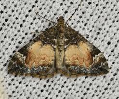 Attēlu rezultāti vaicājumam “Dysstroma truncata”