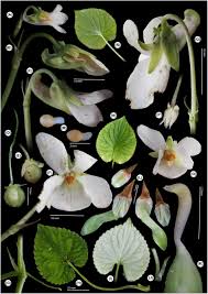 Attēlu rezultāti vaicājumam “Viola collina leaf”