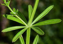 Image result for Galium aparine