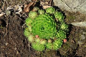 Attēlu rezultāti vaicājumam “Jovibarba globifera flower”