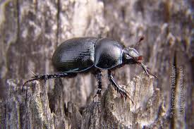 Attēlu rezultāti vaicājumam “Geotrupes”