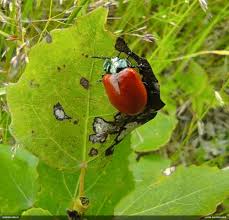 Attēlu rezultāti vaicājumam “Fuligo licentii”