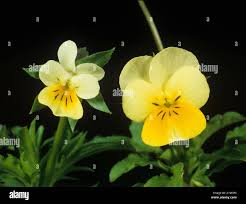 Attēlu rezultāti vaicājumam “Viola arvensis flower”
