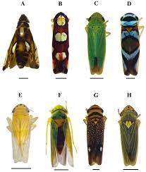 Attēlu rezultāti vaicājumam “Cicadellidae”
