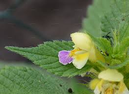 Attēlu rezultāti vaicājumam “Galeopsis speciosa flower”