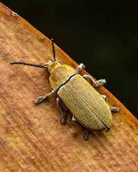 Attēlu rezultāti vaicājumam “Byturidae”