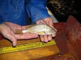 Image result for Micropogonias undulatus