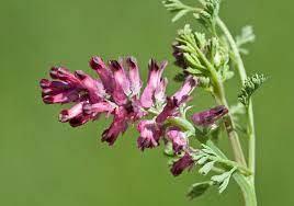 Attēlu rezultāti vaicājumam “Fumaria officinalis”