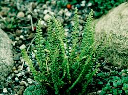 Attēlu rezultāti vaicājumam “Asplenium viride”