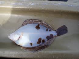 Image result for Limanda limanda