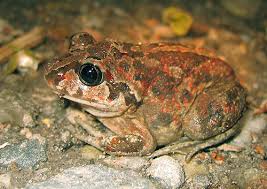 Attēlu rezultāti vaicājumam “Pelobates fuscus”