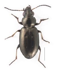 Attēlu rezultāti vaicājumam “Bembidion litorale”