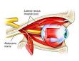 <b>Abducens nerve</b>
