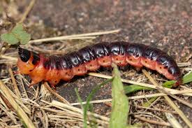 Attēlu rezultāti vaicājumam “Cossus cossus imago”