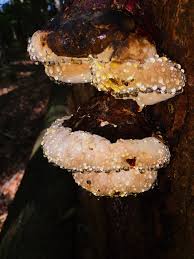 Attēlu rezultāti vaicājumam “Piptoporus betulinus”