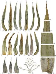 Attēlu rezultāti vaicājumam “Orthotrichum, Nyholmiella”
